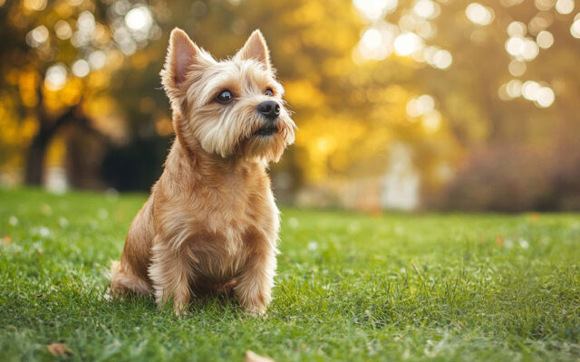 Norwich Terrier Guide: Small Dog, Big Personality