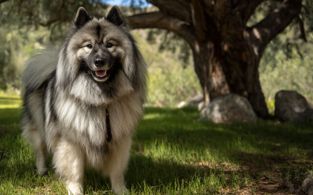 The Ultimate Keeshond Guide for New Dog Owners