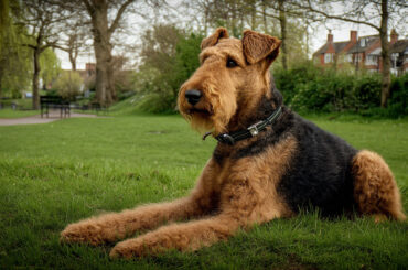 Airedale Terrier