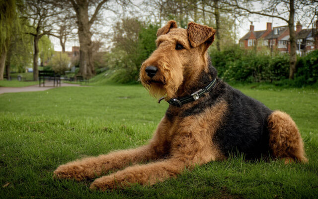 Airedale Terrier Guide: Traits, Size, and Temperament