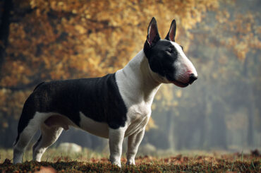 Bull Terrier
