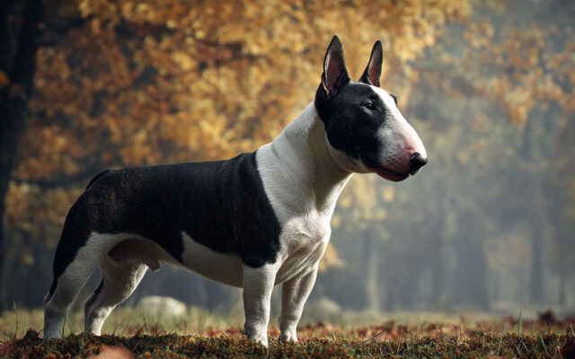 Bull Terrier Guide: Playful, Muscular, and Unique