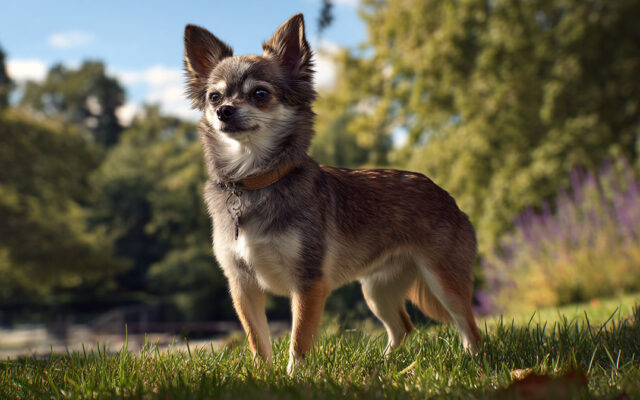 Chihuahua Guide: Tiny Dog with a Big Attitude