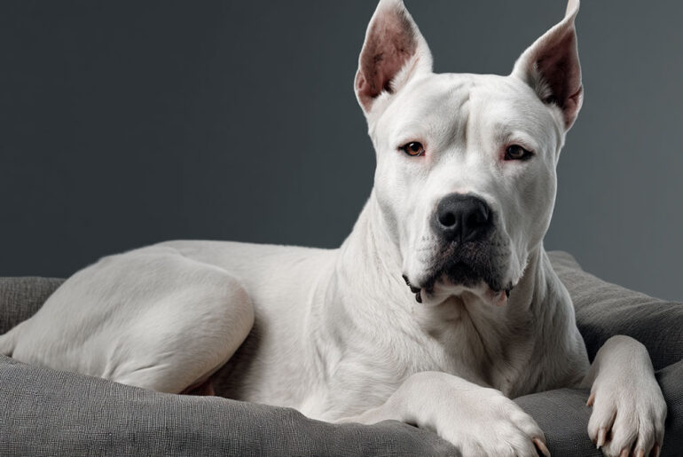 Dogo Argentino