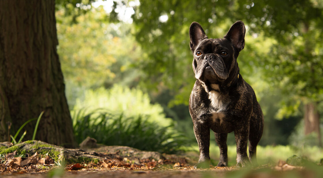 French Bulldog
