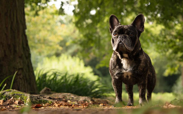 French Bulldog 101: A Lovable and Low-Maintenance Pup