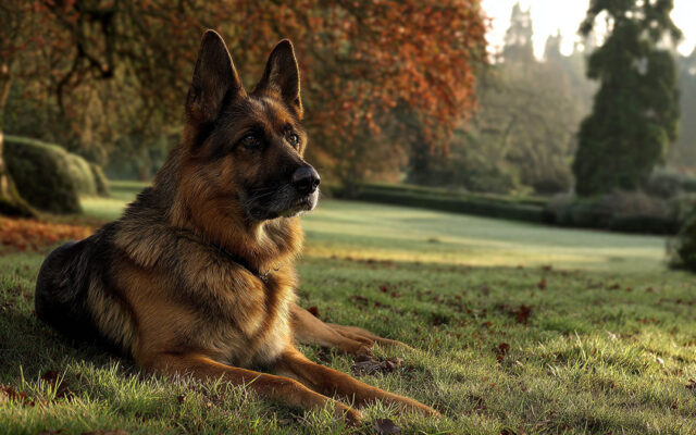 German Shepherd Dog: Traits, Loyalty, and Training