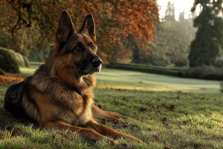 German Shepherd Dog