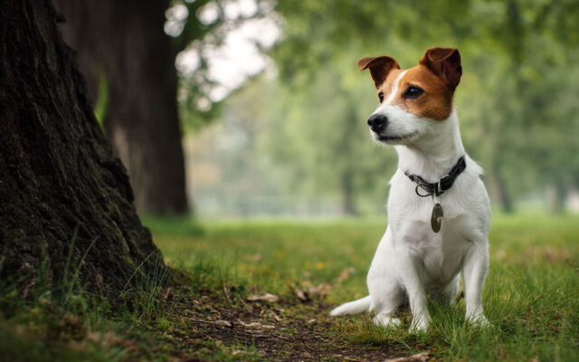 Jack Russell Terrier 101: Energetic and Fearless