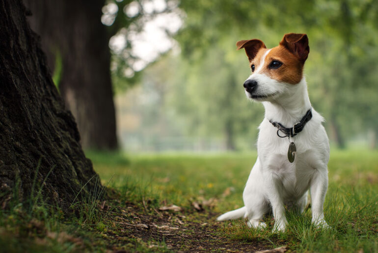 Jack Russell Terrier