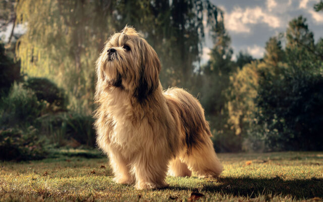 Lhasa Apso 101: Regal, Independent, and Loyal
