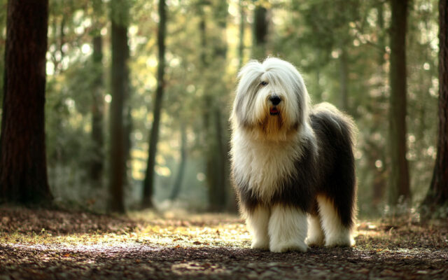 Old English Sheepdog: Personality, Grooming, and More