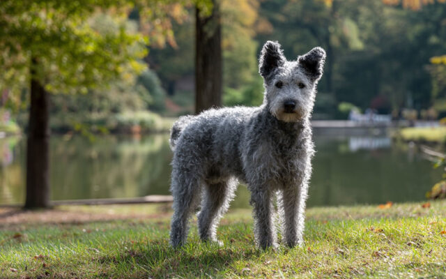 Pumi Guide: Energetic, Vocal, and Farm-Ready Pup