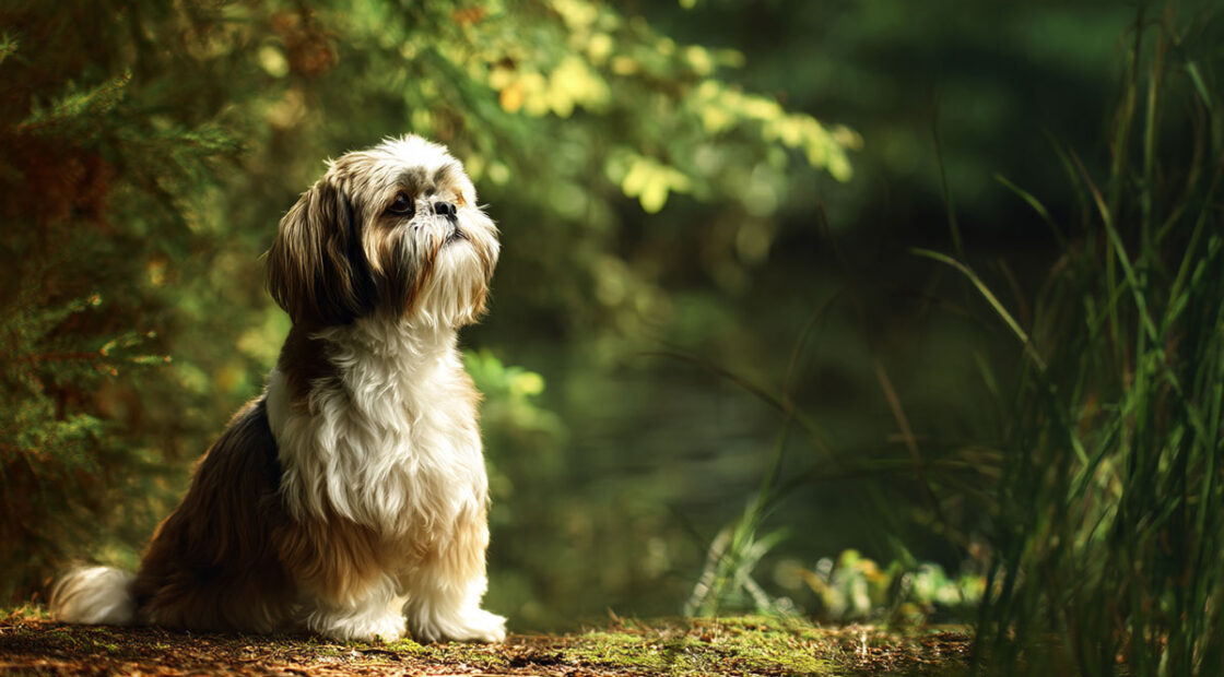 Shih Tzu