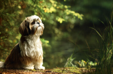 Shih Tzu