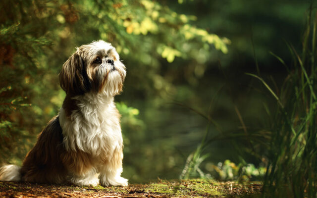 Shih Tzu Guide: Personality, Grooming, and Training