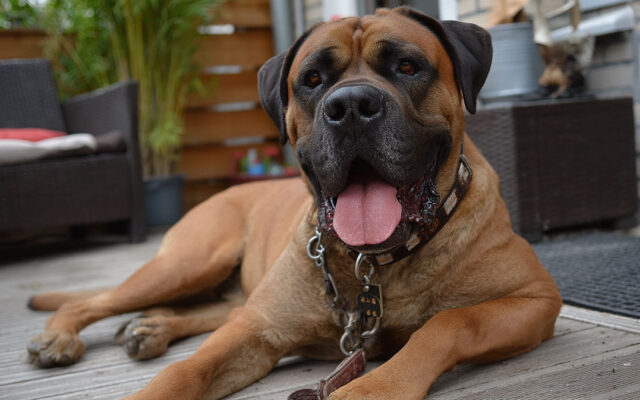 How to Choose a Responsible Bullmastiff Breeder