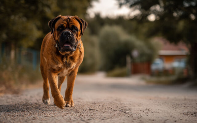 Exercise Requirements for Bullmastiffs: Keeping a Giant Breed Active