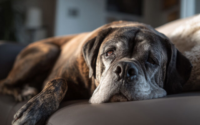 Common Bullmastiff Health Problems Every Owner Should Know