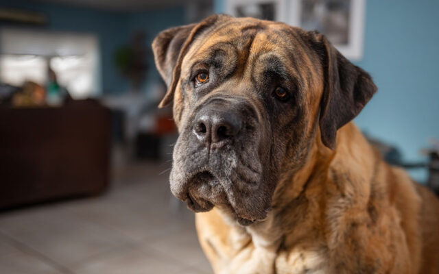 How to Spot Early Signs of Illness in Your Bullmastiff
