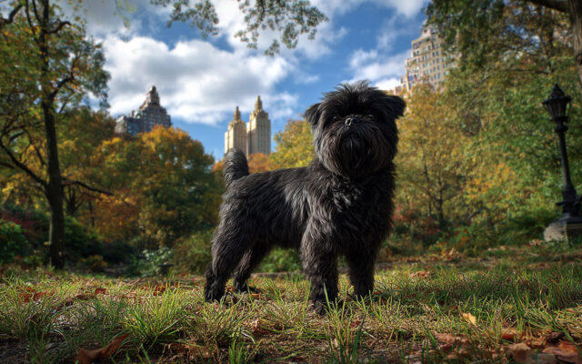 Affenpinscher Guide: Personality, Size, Lifespan, and More