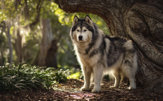 Alaskan Malamute Guide: Traits, Grooming, and Temperament