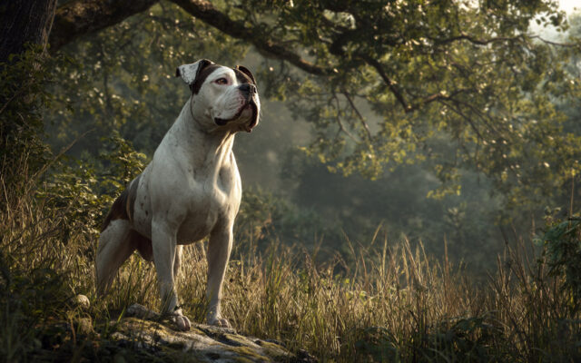American Bulldog 101: Loyalty, Size, and Energy Levels