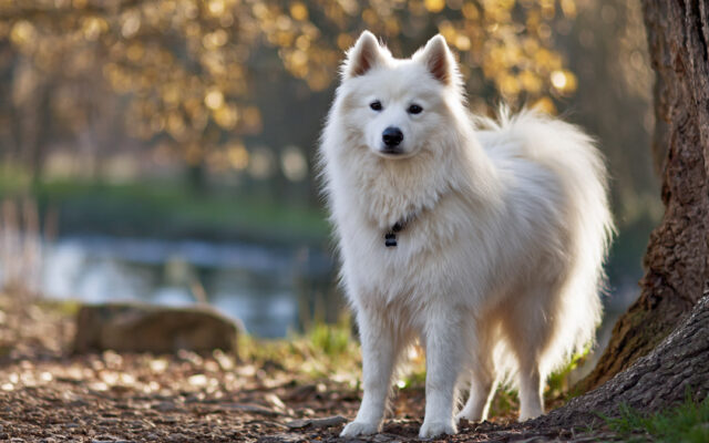 American Eskimo Dog 101: Smart, Fluffy, and Full of Energy
