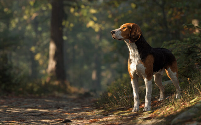 American Foxhound Guide: Personality, Size, and Exercise Needs