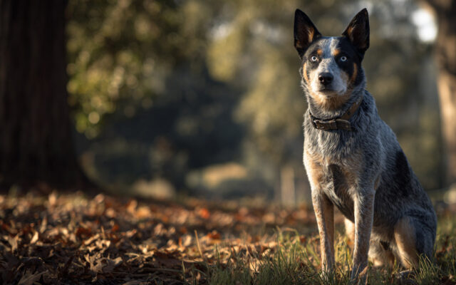Australian Cattle Dog 101: High-Energy and Highly Intelligent