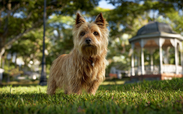Australian Terrier Guide: Small in Size, Big in Personality