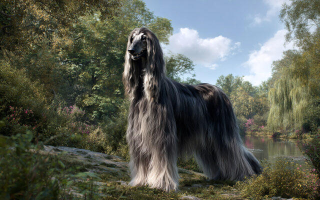 Afghan Hound 101: What Every New Owner Should Know
