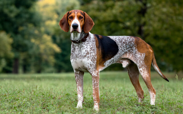 American English Coonhound Guide: Temperament and Care Tips