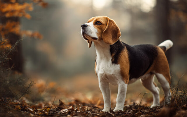 Beagle Guide: Energetic, Curious, and Family-Friendly