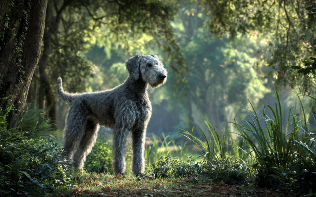 Bedlington Terrier: Grooming Needs and Personality Traits