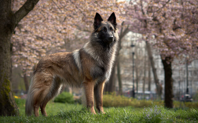 Belgian Laekenois: Rare Breed Spotlight and Care Guide