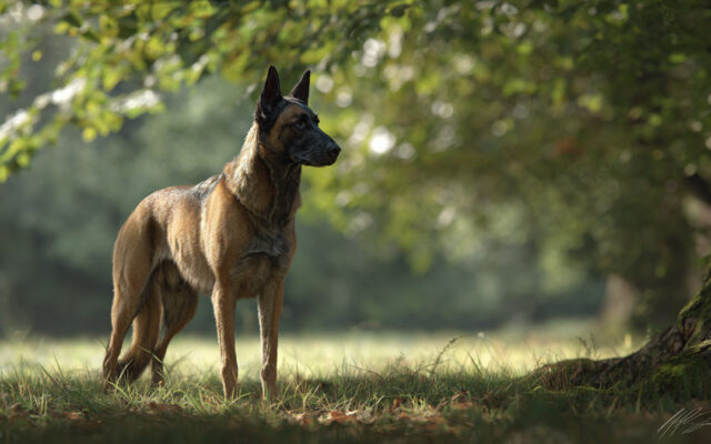 Belgian Malinois: Working Abilities and Family Life