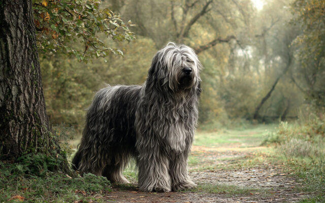 Bergamasco: Coat Care and Herding Instincts Explained