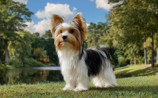 Biewer Yorkshire Terrier: Appearance, Temperament, and Care