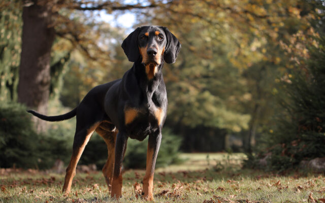 Black and Tan Coonhound: Hunting Skills and Home Life