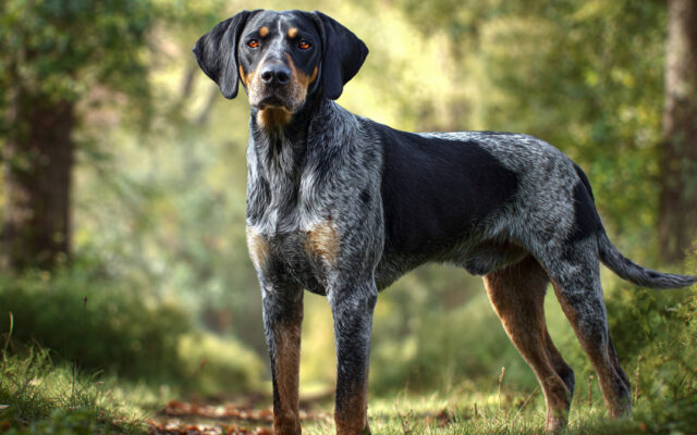Bluetick Coonhound: Vocal Habits and Exercise Needs