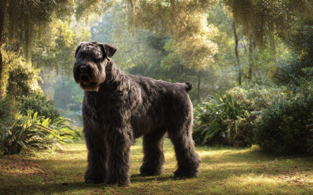 Bouvier des Flandres: Strength, Loyalty, and Care Guide