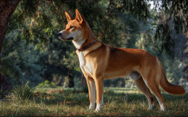 Carolina Dog: Origins, Temperament, and Modern Care