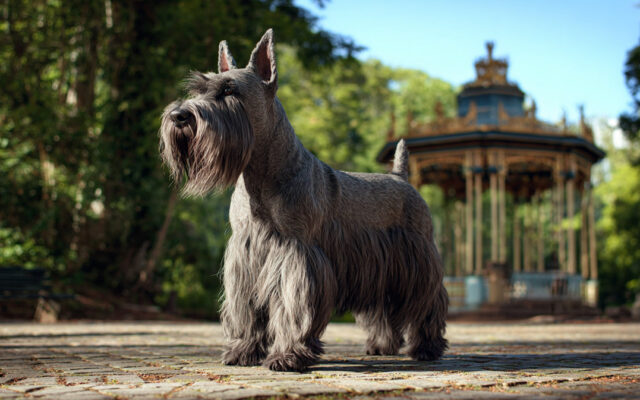 Cesky Terrier: Breed Origins, Temperament, and Grooming
