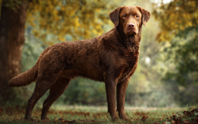 Chesapeake Bay Retriever: Water Skills and Home Behavior
