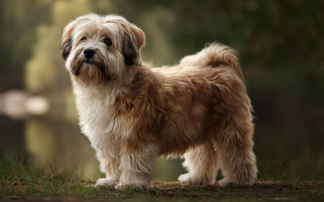 Havanese 101: Cheerful, Small, and Full of Charm