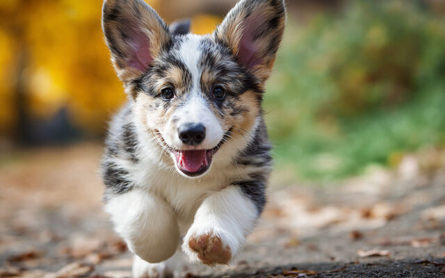 Cardigan Welsh Corgi: Personality, Health, and Daily Needs