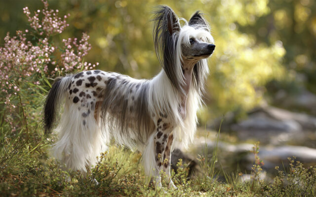 Chinese Crested Guide: Quirky Looks and Loyal Nature