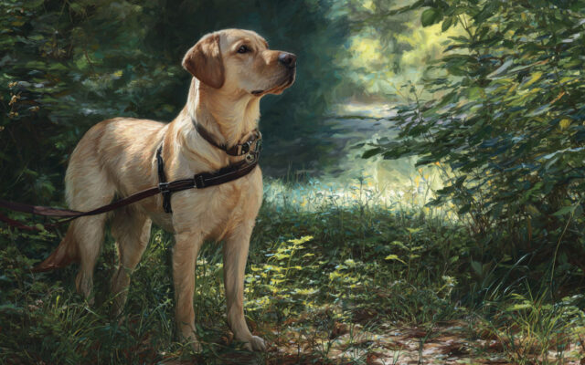 Chinook Guide: Gentle, Rare, and Family-Oriented