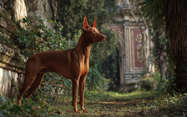 Cirneco dell’Etna: Agile, Ancient, and Full of Charm